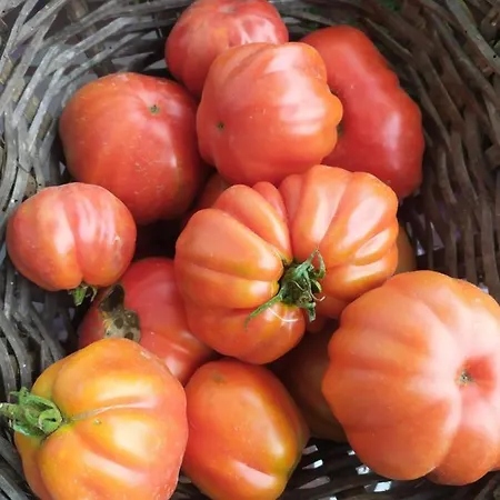 Terre Verae Aparthotel 4*