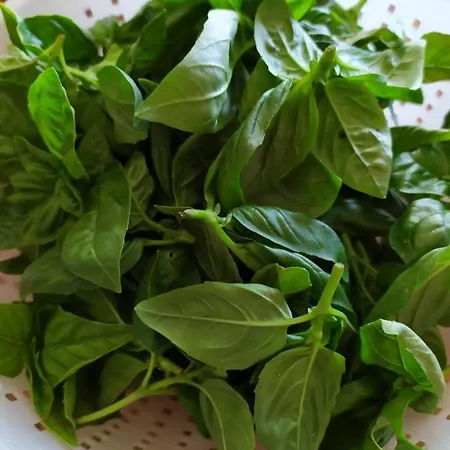 Aparthotel Terre Verae