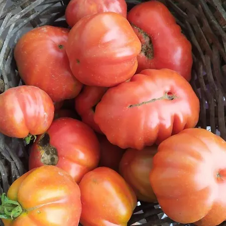 Aparthotel Terre Verae 4*