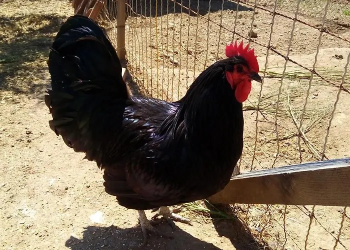 Terre Verae Aparthotel Neirone