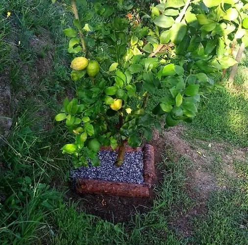 Aparthotel Terre Verae Neirone