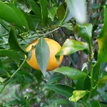 Terre Verae 4* Neirone