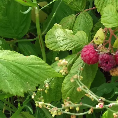 Terre Verae